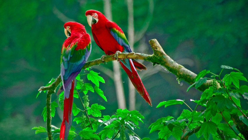 Parakeet Wallpapers