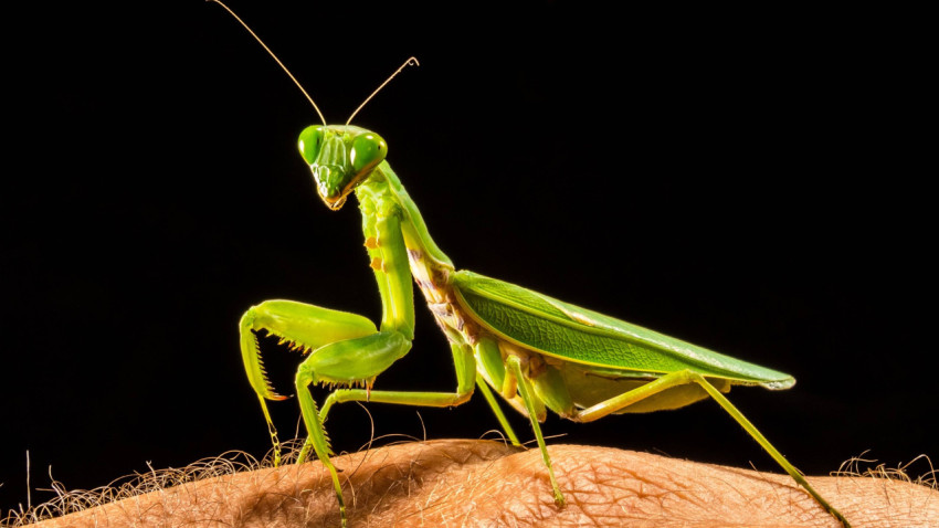 Mantis Wallpapers