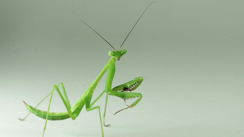 Mantis Wallpapers