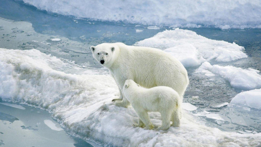 Polar Bear Wallpapers