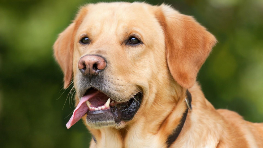 Labrador Wallpapers