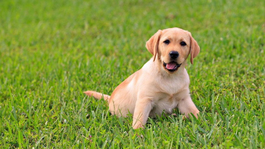Labrador Wallpapers