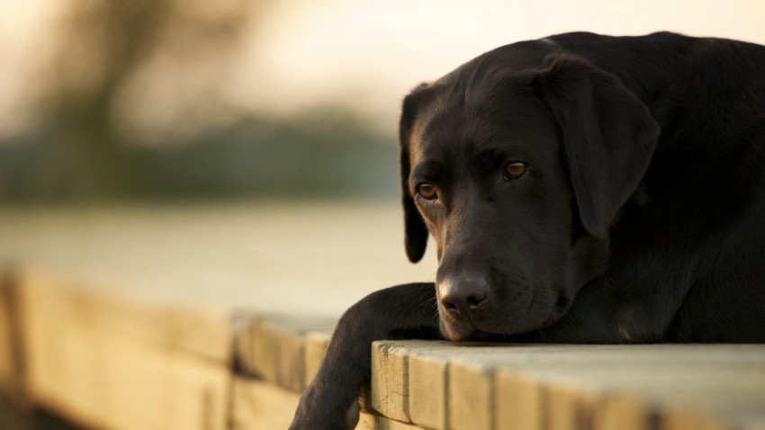 Labrador Wallpapers