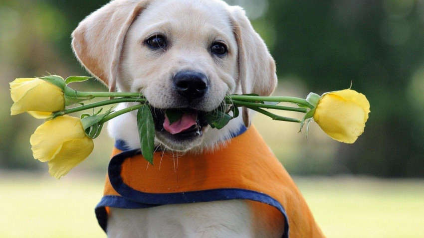 Labrador Wallpapers