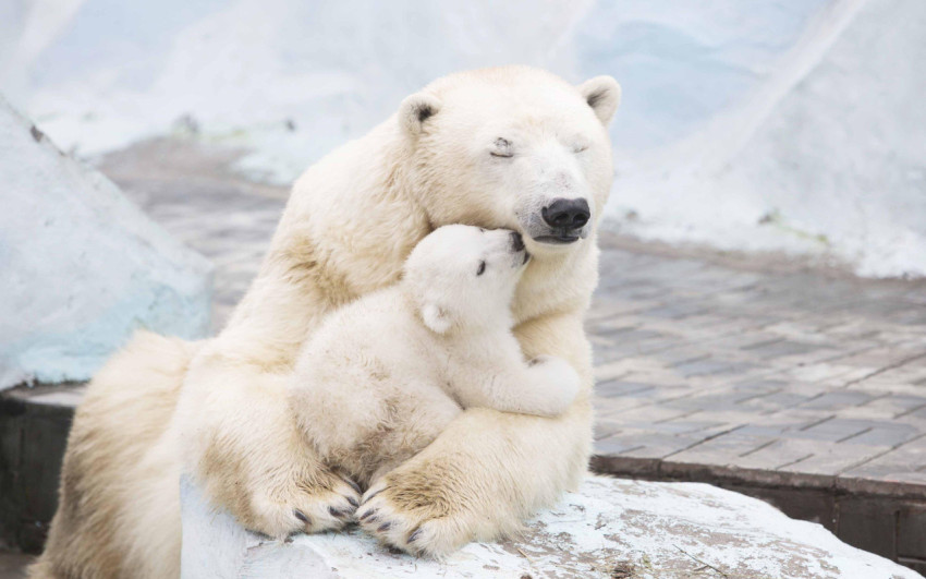 Polar Bear Wallpapers