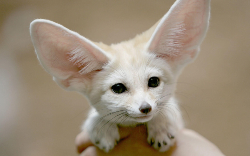 Fennec Fox Wallpapers