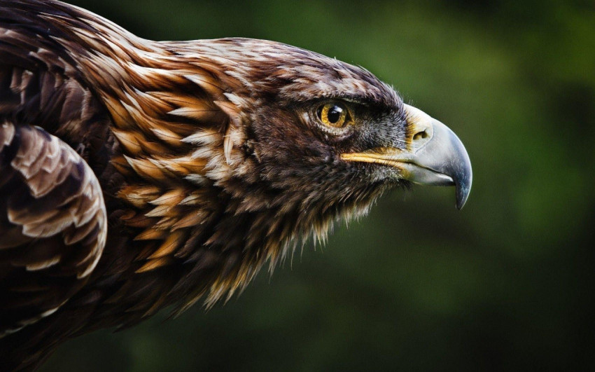 Eagle Wallpapers