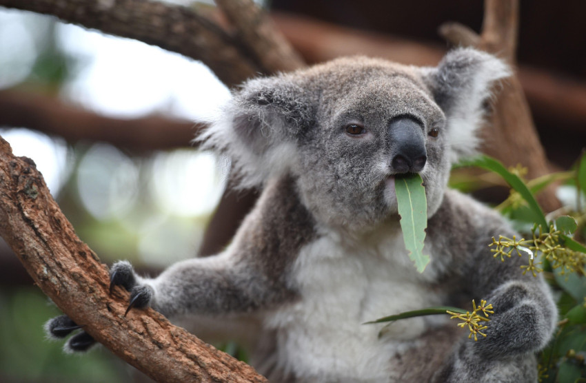 Koala Wallpapers