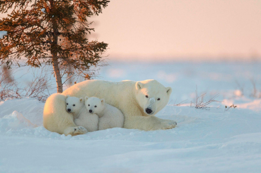 Polar Bear Wallpapers