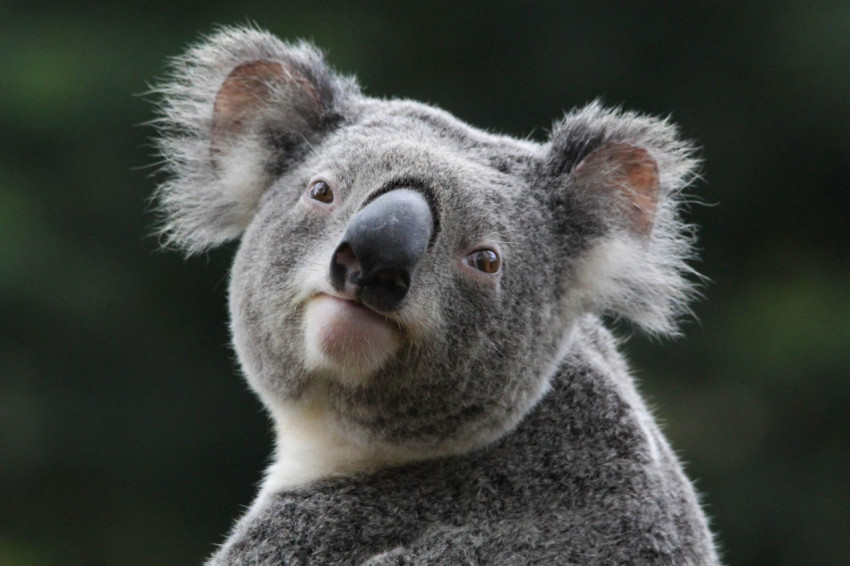 Koala Wallpapers