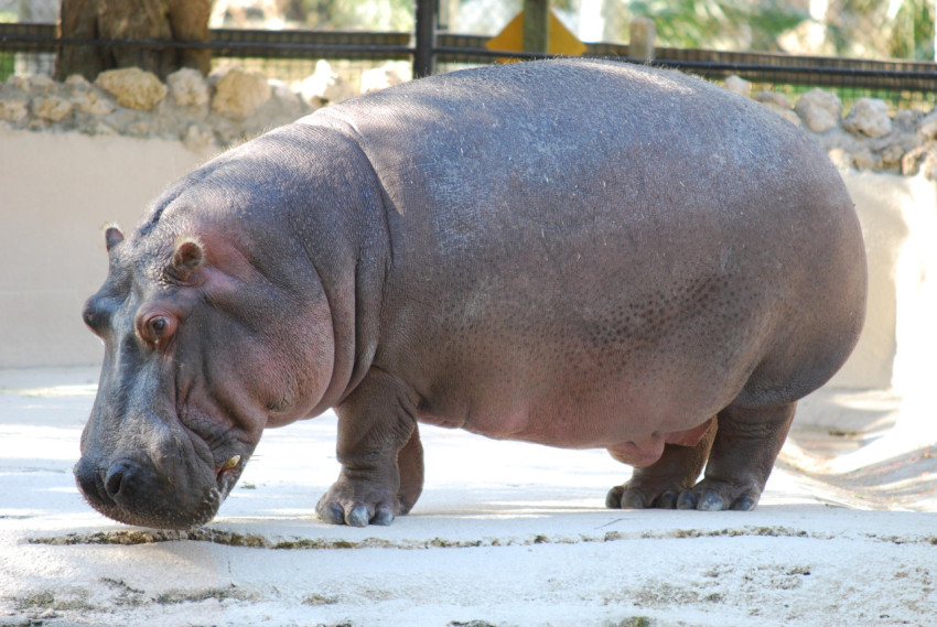 Hippopotamus Wallpapers