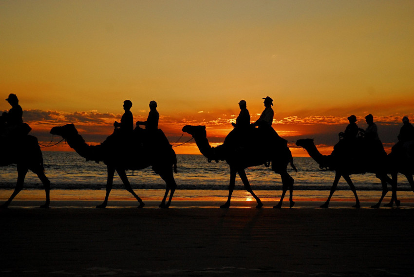 Camel Wallpapers