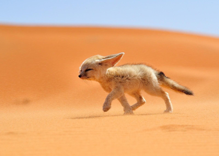 Fennec Fox Wallpapers