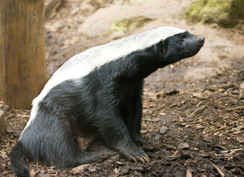Badger Wallpapers