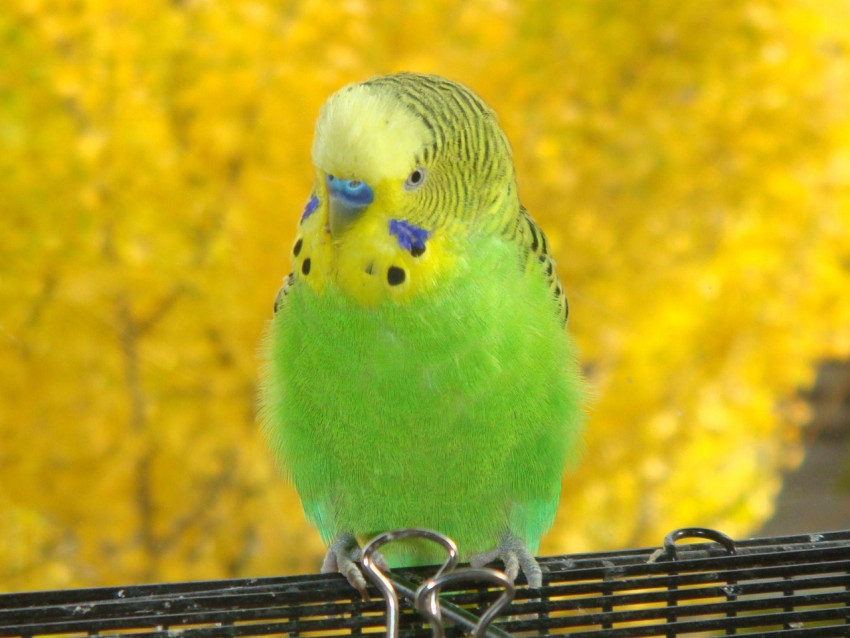 Parakeet Wallpapers