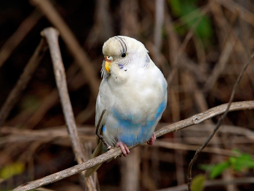 Parakeet Wallpapers