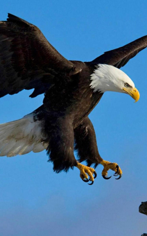 Eagle Wallpapers