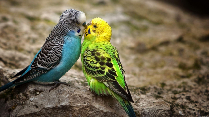 Parakeet Wallpapers
