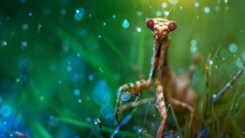 Mantis Wallpapers