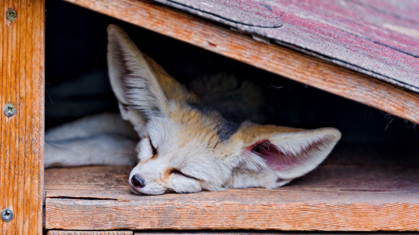 Fennec Fox Wallpapers