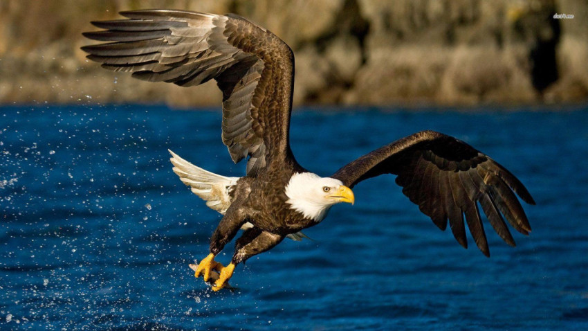 Eagle Wallpapers