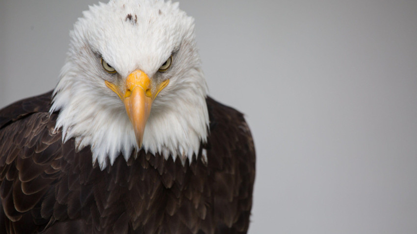 Eagle Wallpapers