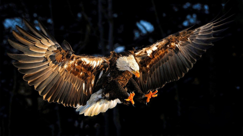 Eagle Wallpapers