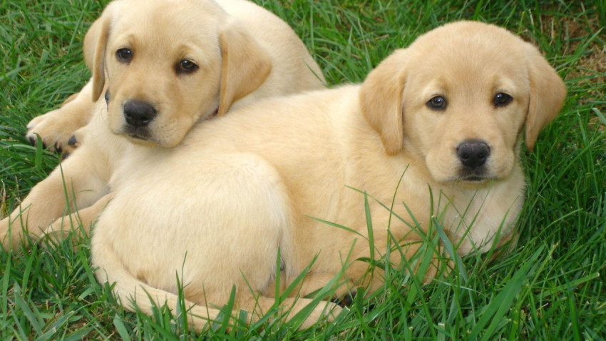 Labrador Wallpapers