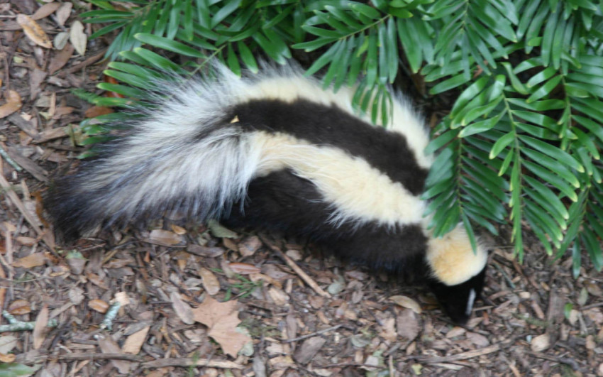 Skunk Wallpapers