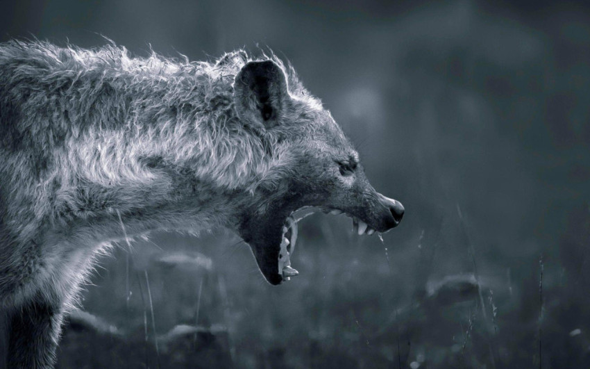 Hyena Wallpapers