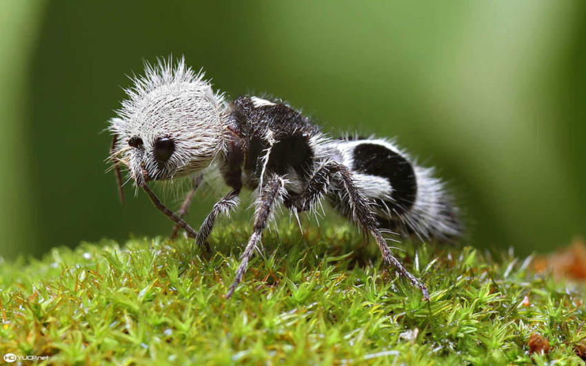 Ant Wallpapers