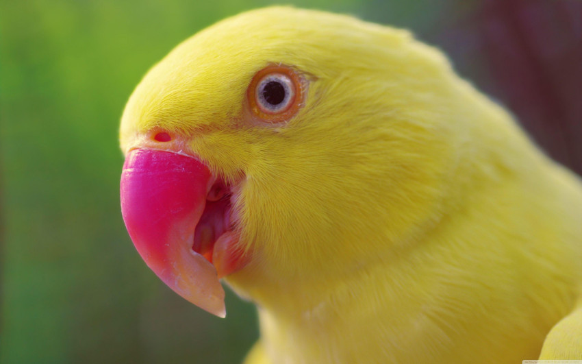 Parrots Wallpapers