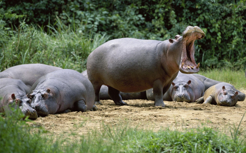 Hippopotamus Wallpapers