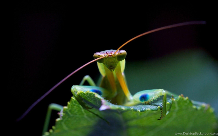 Mantis Wallpapers
