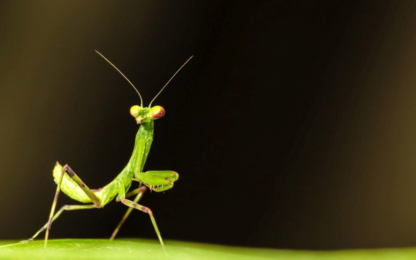 Mantis Wallpapers