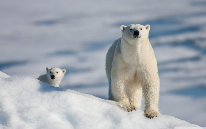 Polar Bear Wallpapers