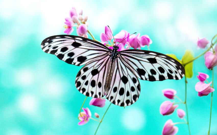 Butterflies Wallpapers