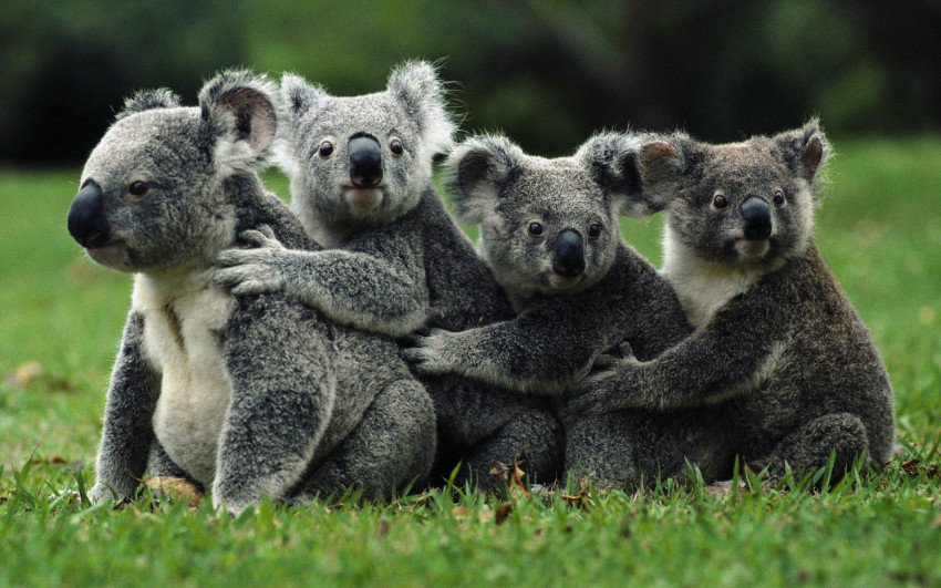 Koala Wallpapers