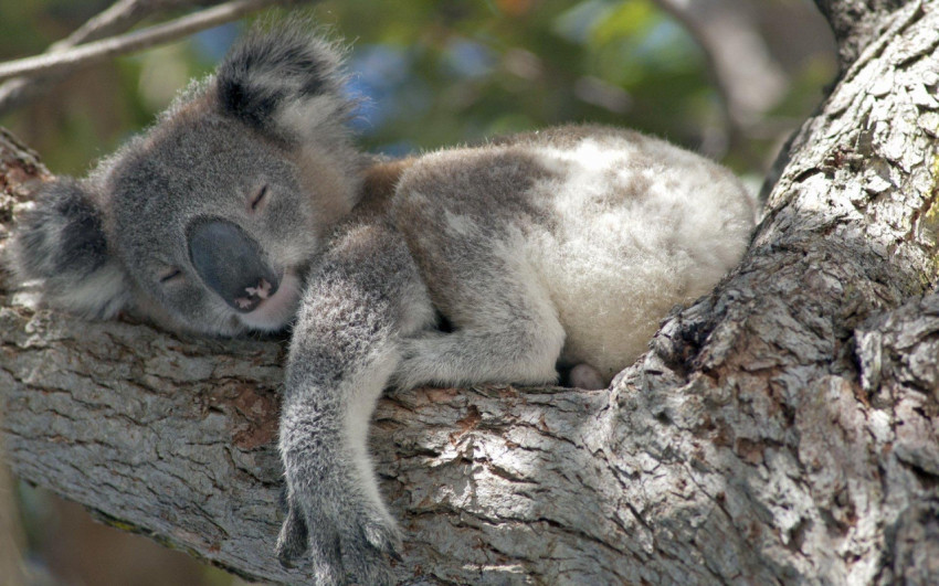 Koala Wallpapers
