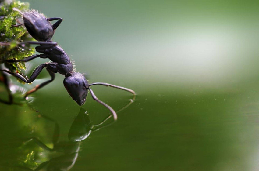 Ant Wallpapers