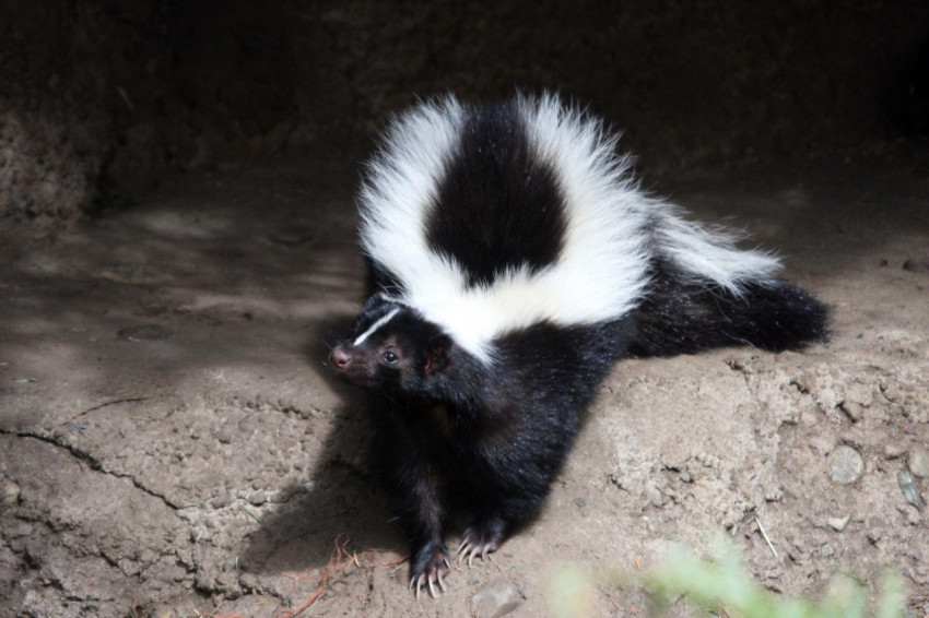 Skunk Wallpapers