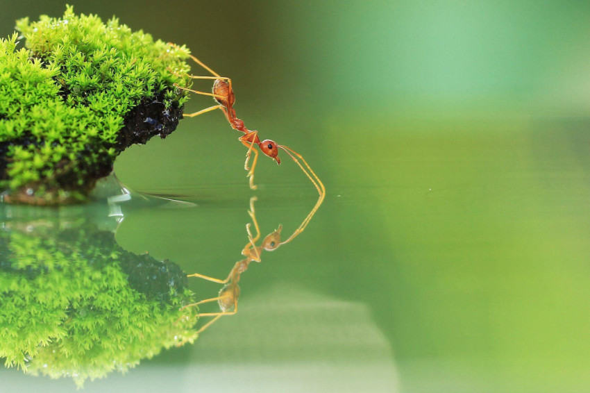 Ant Wallpapers