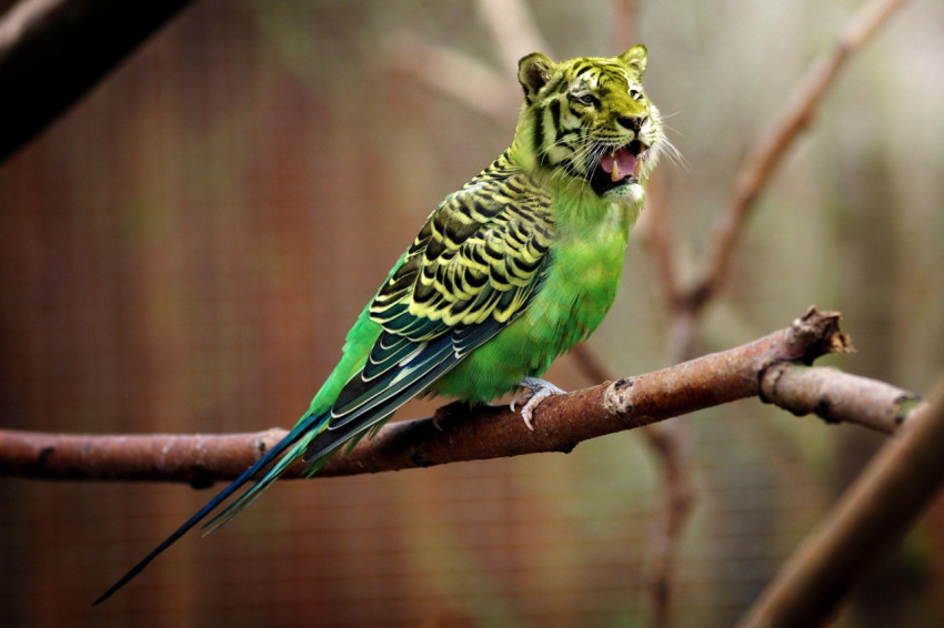 Parakeet Wallpapers