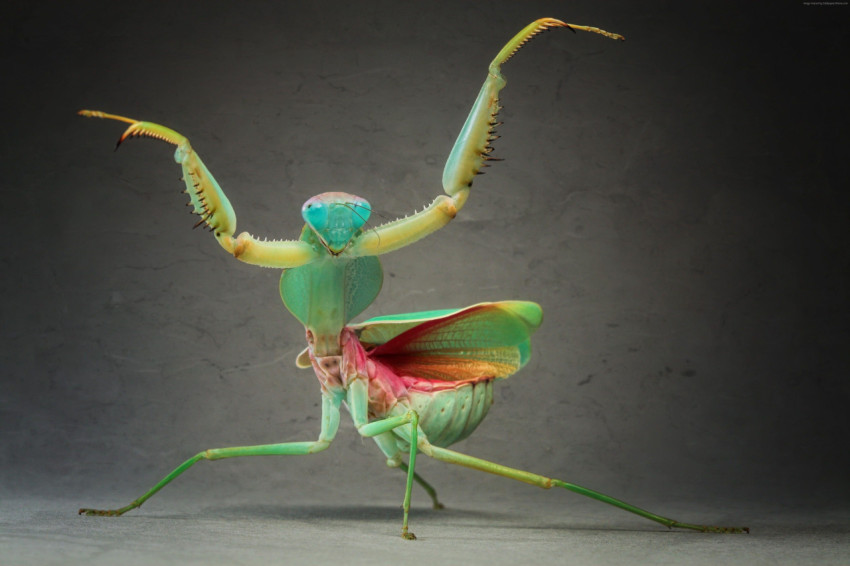 Mantis Wallpapers