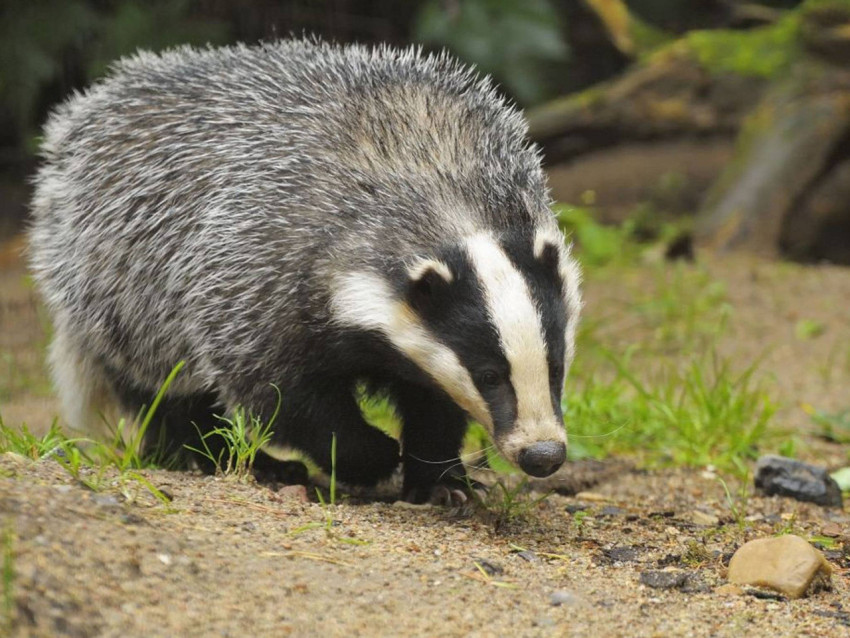 Badger Wallpapers