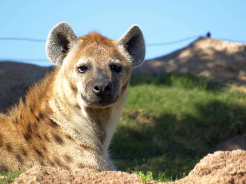 Hyena Wallpapers
