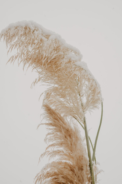 pexels larissa farber
