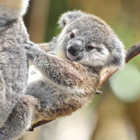 Koala Wallpapers